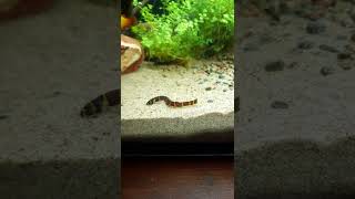 kuhli Loach filtrering sand. Some curious platys wonder what I'm doing.