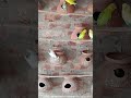 Maa ki Mamta: Budgies apne bacho ko kaise paalti hain? 🦜❤️ | Healthy Diet Tips #maa #mamta #birds