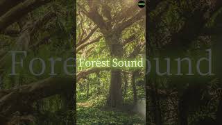 Forest Sounds | Woodland Ambience, Bird Song, Nature Song | 3 Hours #asmr #asmrsounds #forestsounds