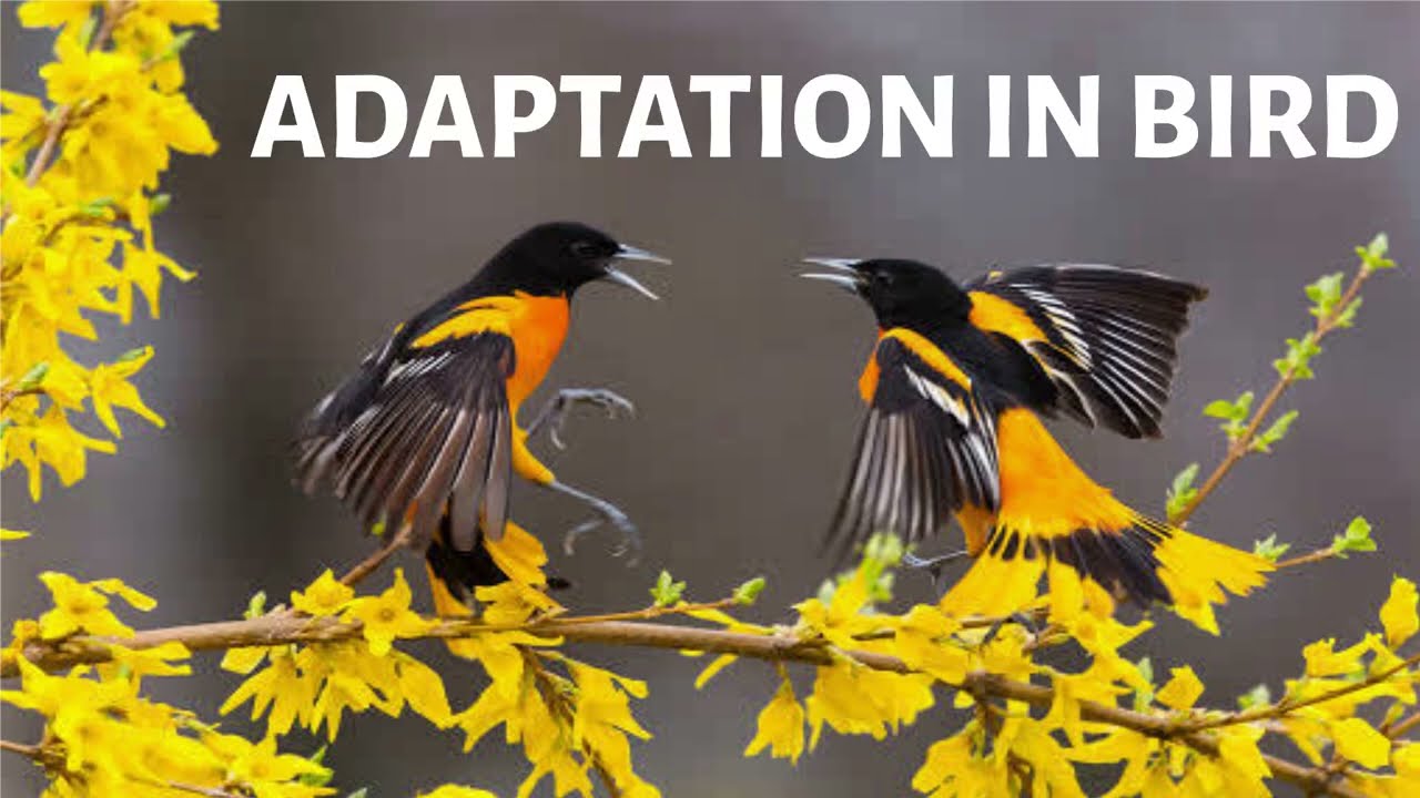 Adaptation in Birds