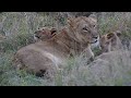 The suckling Lion cubs passing by Hippo - Two Pride Males - Kruger Park