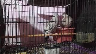 ciri ciri derkuku leopard mulai birahi