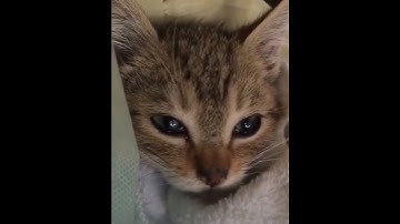 The Great Catnip Heist #cats #shorts #viral