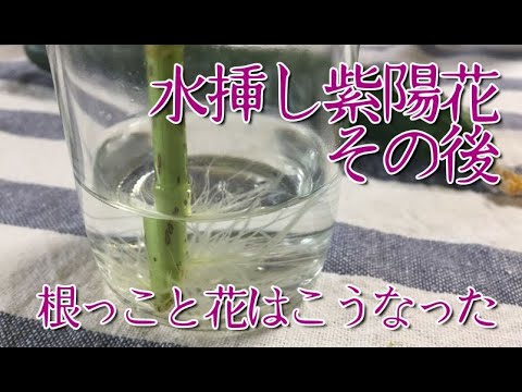 紫陽花 水挿し 挿し木 で発根させた紫陽花のその後 Hydrangea Youtube