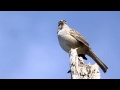 White crowned Sparrow.avi