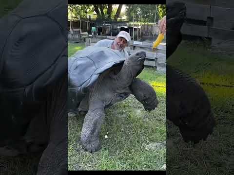 Don’t Throw This Turtle Into Water 😱