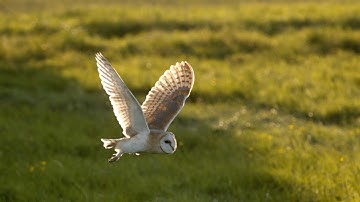 The secrets behind an owl