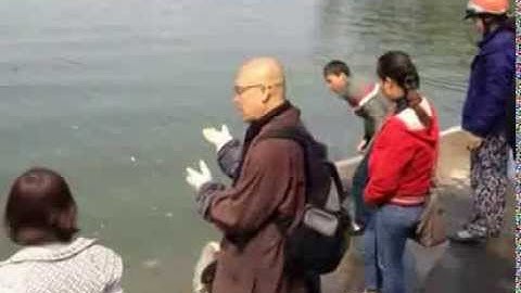 Thả cá Chép ngày 23 Tháng Chạp cúng ông Công ông Táo về chầu trời