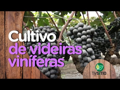 Vídeo: Quando são as uvas scuppernong na época?