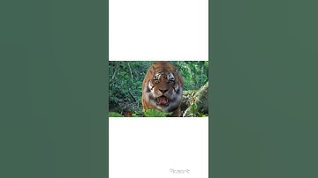 Thumbnail of The Taking Of Tiger Mountain-The Best Tiger Scene | hollywood new movie 2022 | new south movie 2022