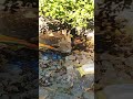 #paisaje #popular #palomas bañándose #arriagachiapas  #descubrechiapas