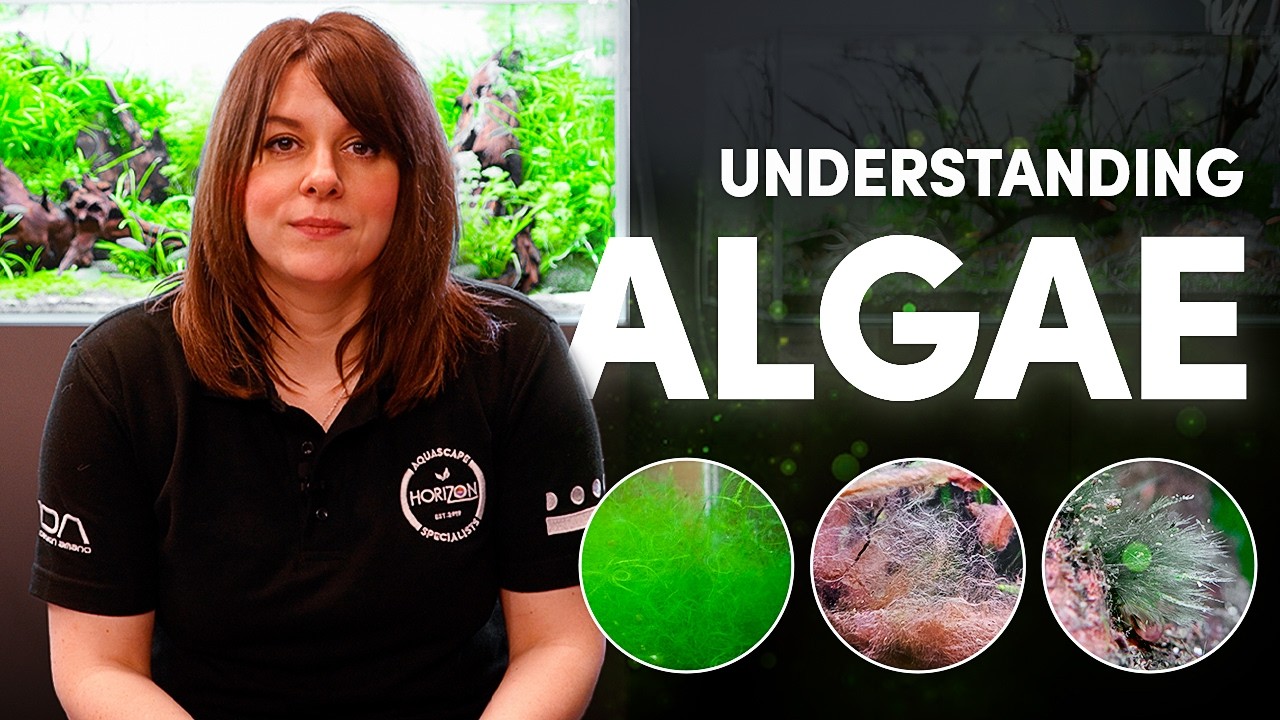 Изучение водорослей в аквариуме | Как избавиться от нитчатых водорослей, чёрных белянок, оленьих ...