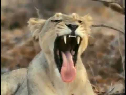 National Geographic Kids Really Wild Animals - Lion Lioness Song