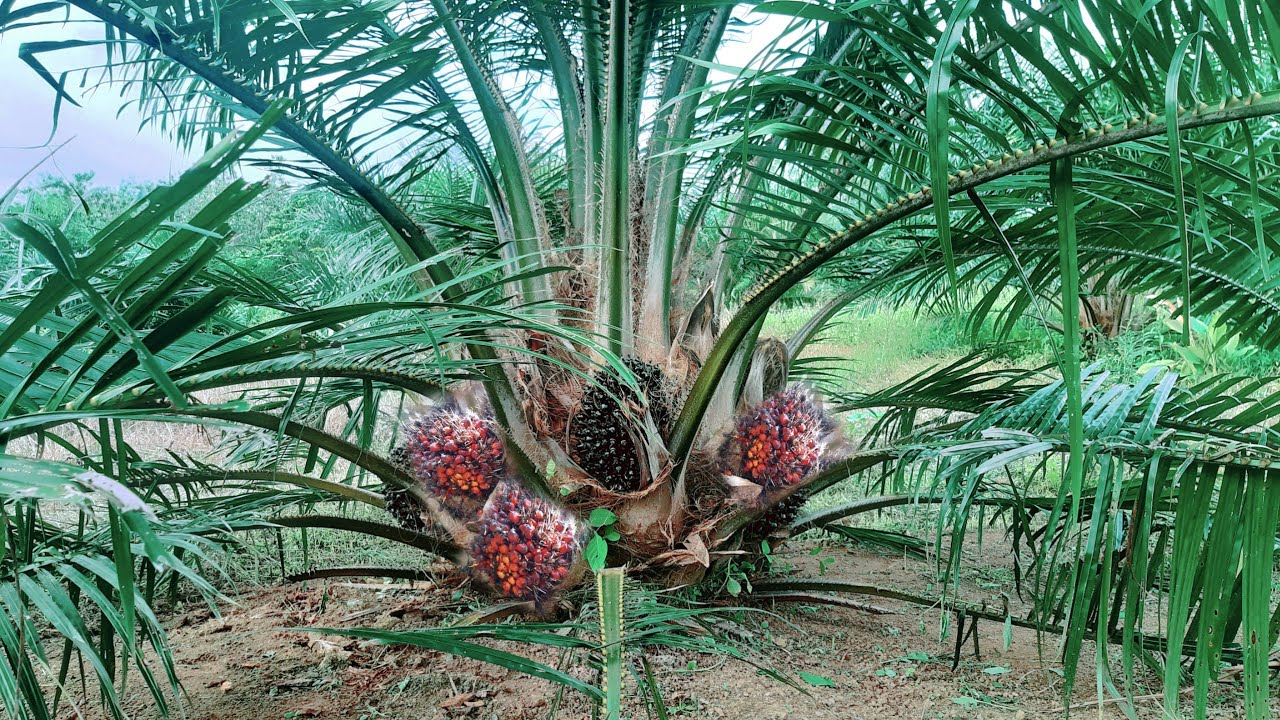 Dengan Cara ini, Sawit Jadi Cepat Berbuah