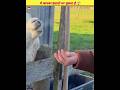 This Cute Animal Spits With Perfect Aim 😱 #shorts