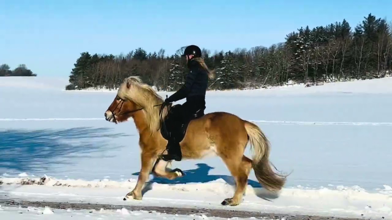Gustav