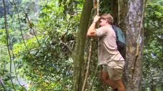 Crocodile Hunter - Faces In The Forest (Part 3)