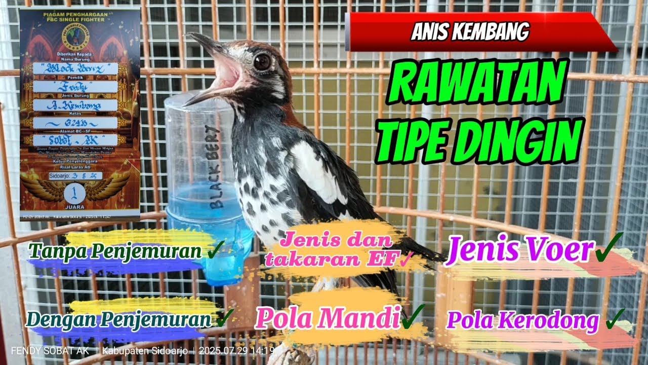 Pola Rawatan dan Setelan EF Anis Kembang Tipe Dingin