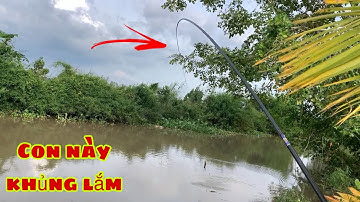 Câu Cá Mè Vinh Chỗ Này Lại Được Bo Cá Khủng Nữa | Fishing Miền Tây