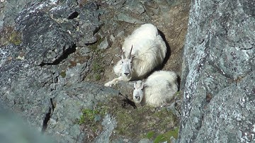 Roaming Free - Mountain Goats In Summer
