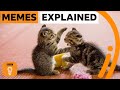 A brief history of memes  bbc ideas