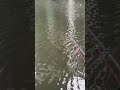 Raubfisch Session bei Hamburger Wetter #angeln #shorts #rain #fishing #boat