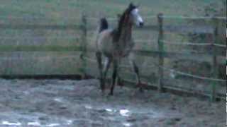 Sabah February 2013 18 months old in winter coat .AVI