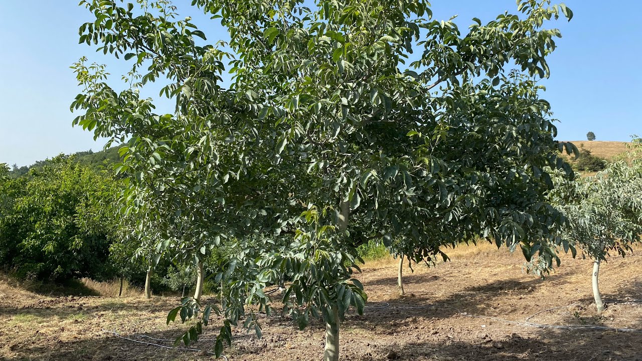 Ceviz İçi Doldurma Yöntemleri