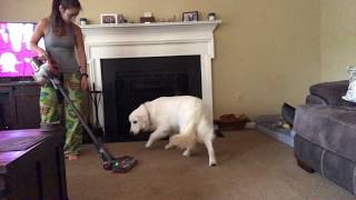 Golden Retriever Groomed With A Vacuum Cleaner