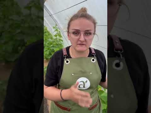 #семена #сад #семенаалтая #советы #огурцы