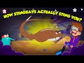 Stingrays' Defense: How They Sting & Survive 🦈