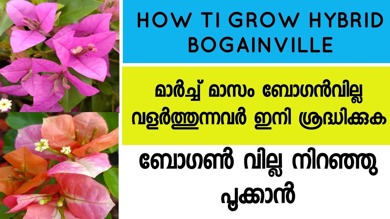 HOW TO GROW HYBRID BOGAINVILLE 