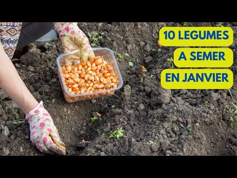 Vidéo : 10 LEGUMES à SEMER/PLANTER en JANVIER au POTAGER