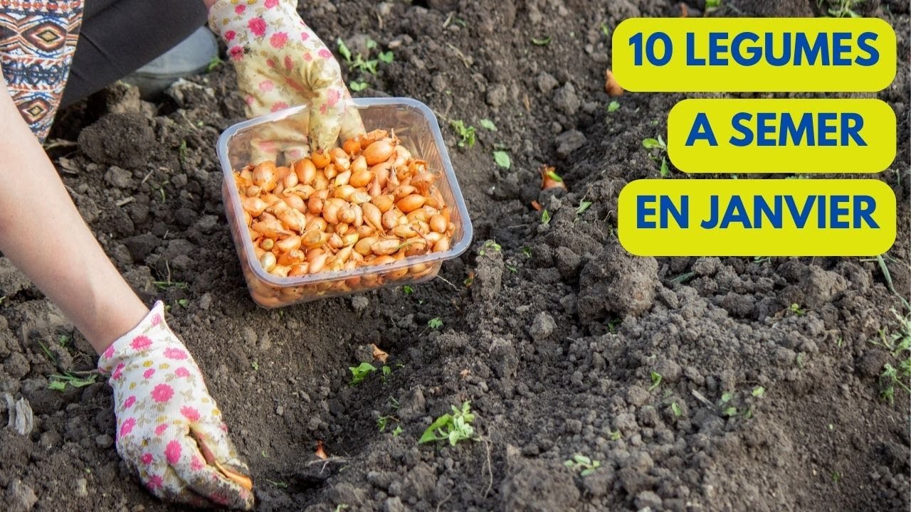 10 LEGUMES à SEMER/PLANTER en JANVIER au POTAGER