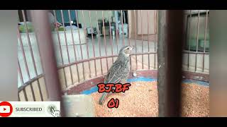 Perkembangan Anak Burung Branjangan Parva(RR) × Java di Usia 1,5 Bulan #branjangan #branjangangacor