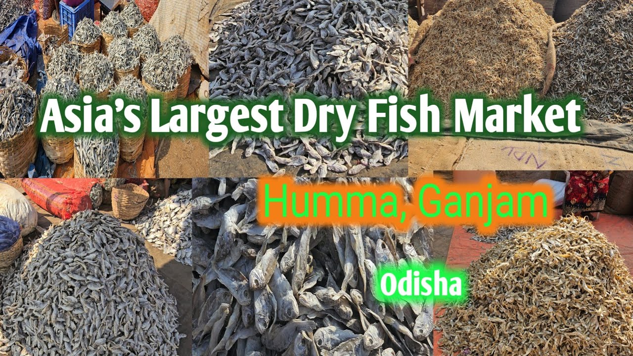 Asia's Largest Dry Fish Market In Odisha, Humma Ganjam 