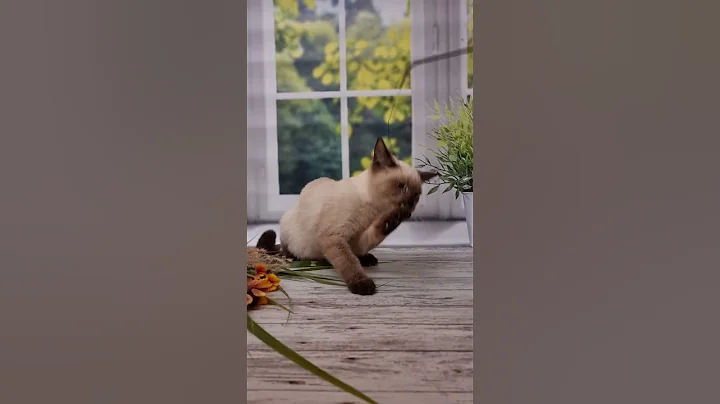 Video 3530291: british kitten, british cat, chocolate british, lovely british, kitten chocolate point