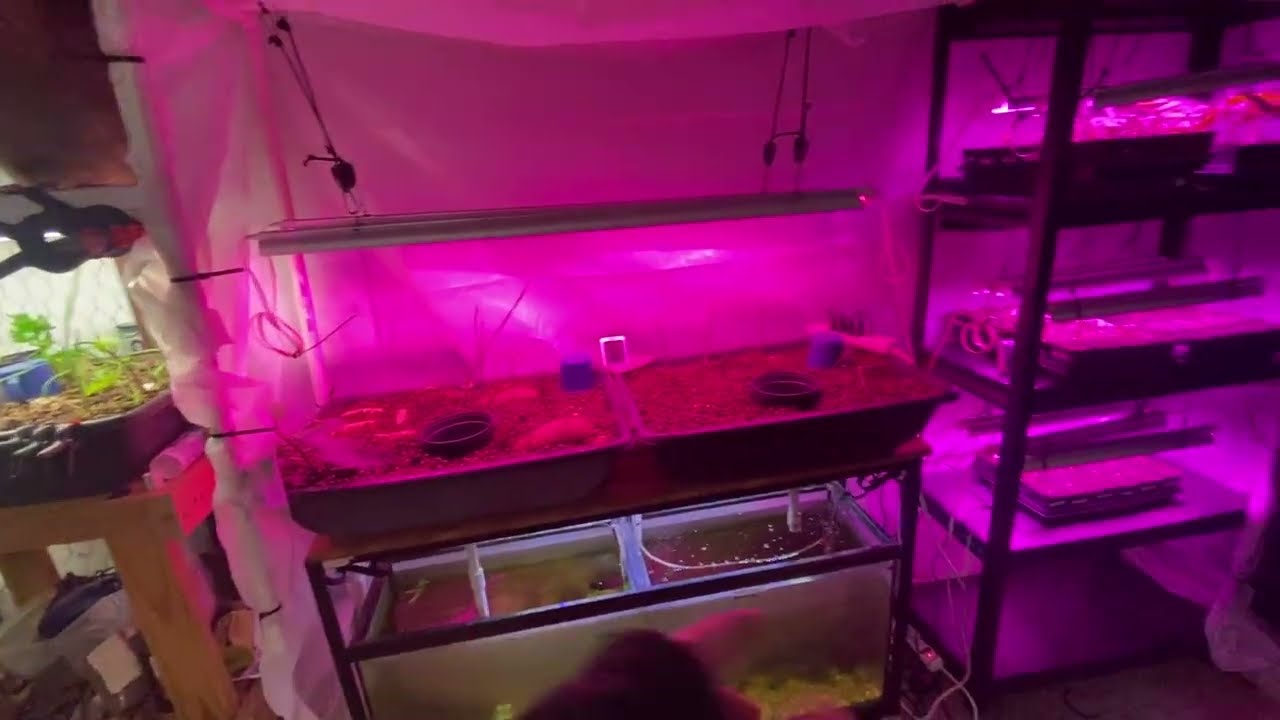 Система выращивания и клонирования растений в сочетании с аквапоникой — Часть вторая