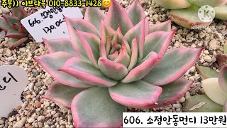 (5월20일) 오늘은 단품! 탐나는 아이들 많으실거에요^^ #이브다육