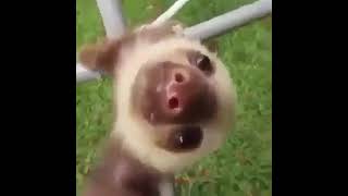 Screaming Sloth