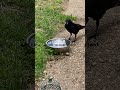 crow chewing pear #fruit wants water afterwards!: #birds #saturday may 2, 2026 4:31pm #shortvideo
