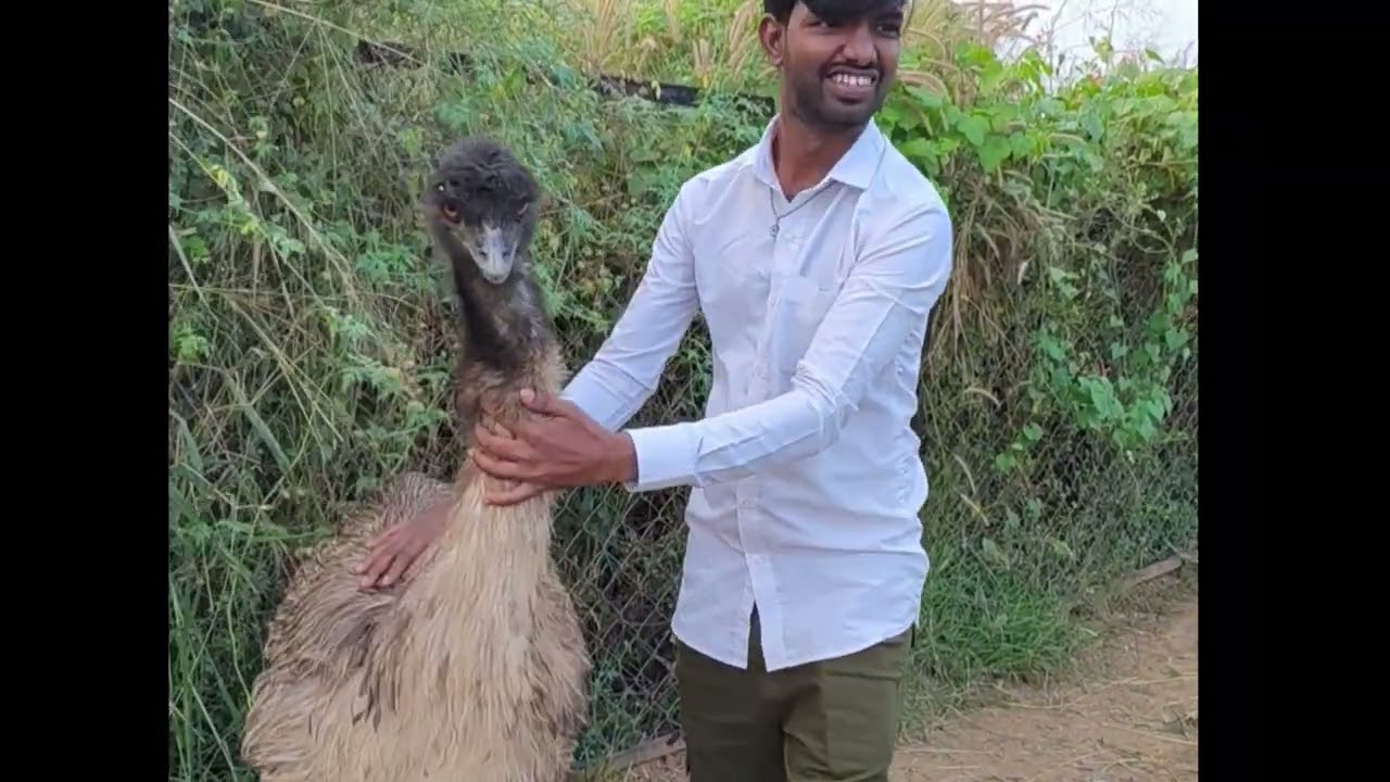Birds of paradise Kanakapura 