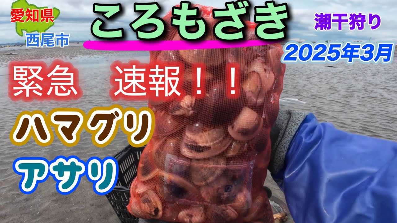 緊急速報！この潮干狩り場がヤバイ事になっていました！