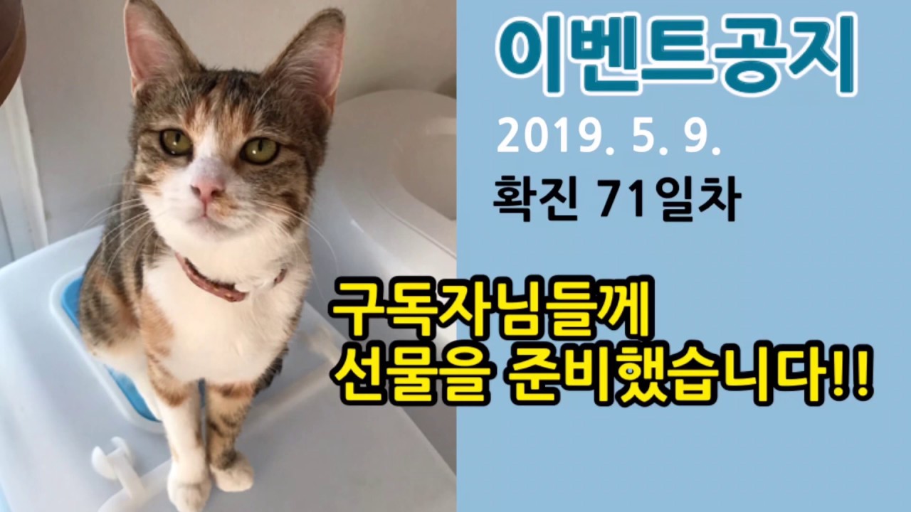 김어랑 회복기념 선물 이벤트! (어랑이의 고양이복막염 투쟁기 - 확진 71일차) 