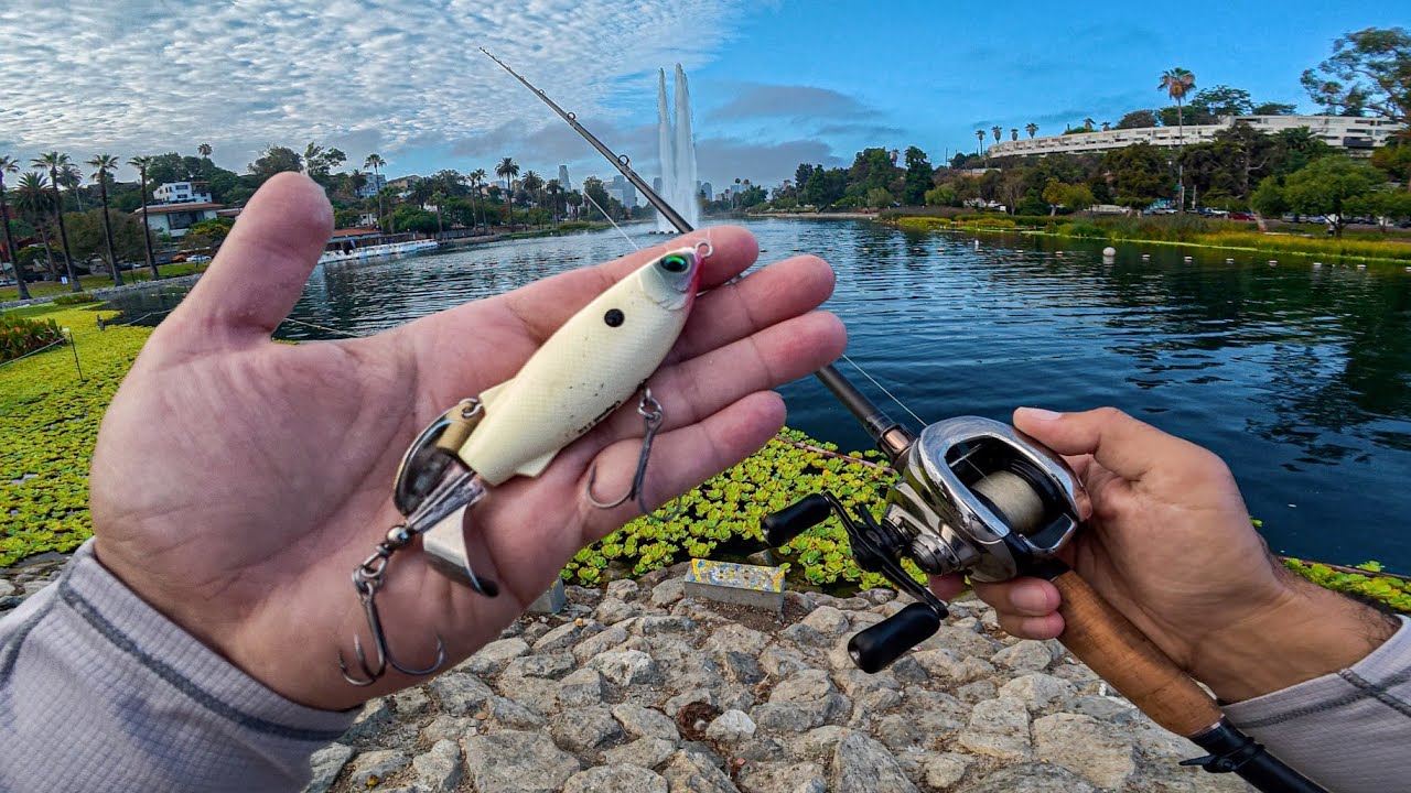 BIG City Bass DESTROY The Rapala Claptail ! (Crazy Topwater Blowups)