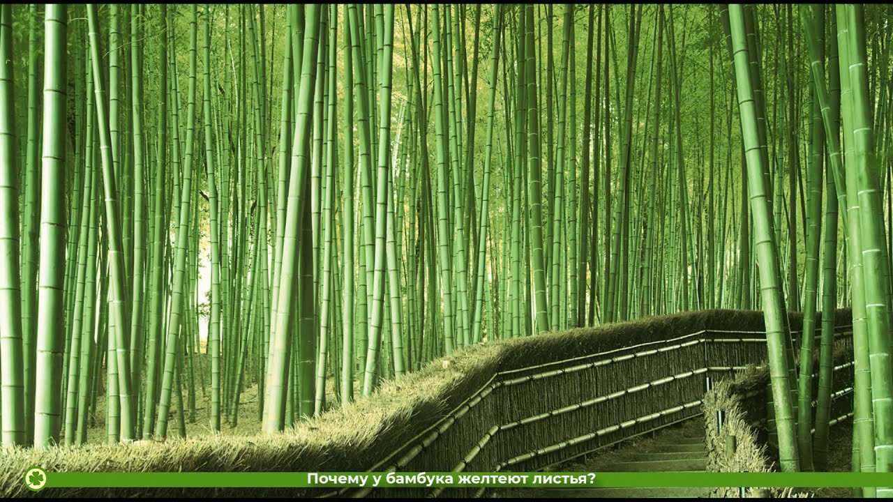 Почему у бамбука желтеют листья? | фото