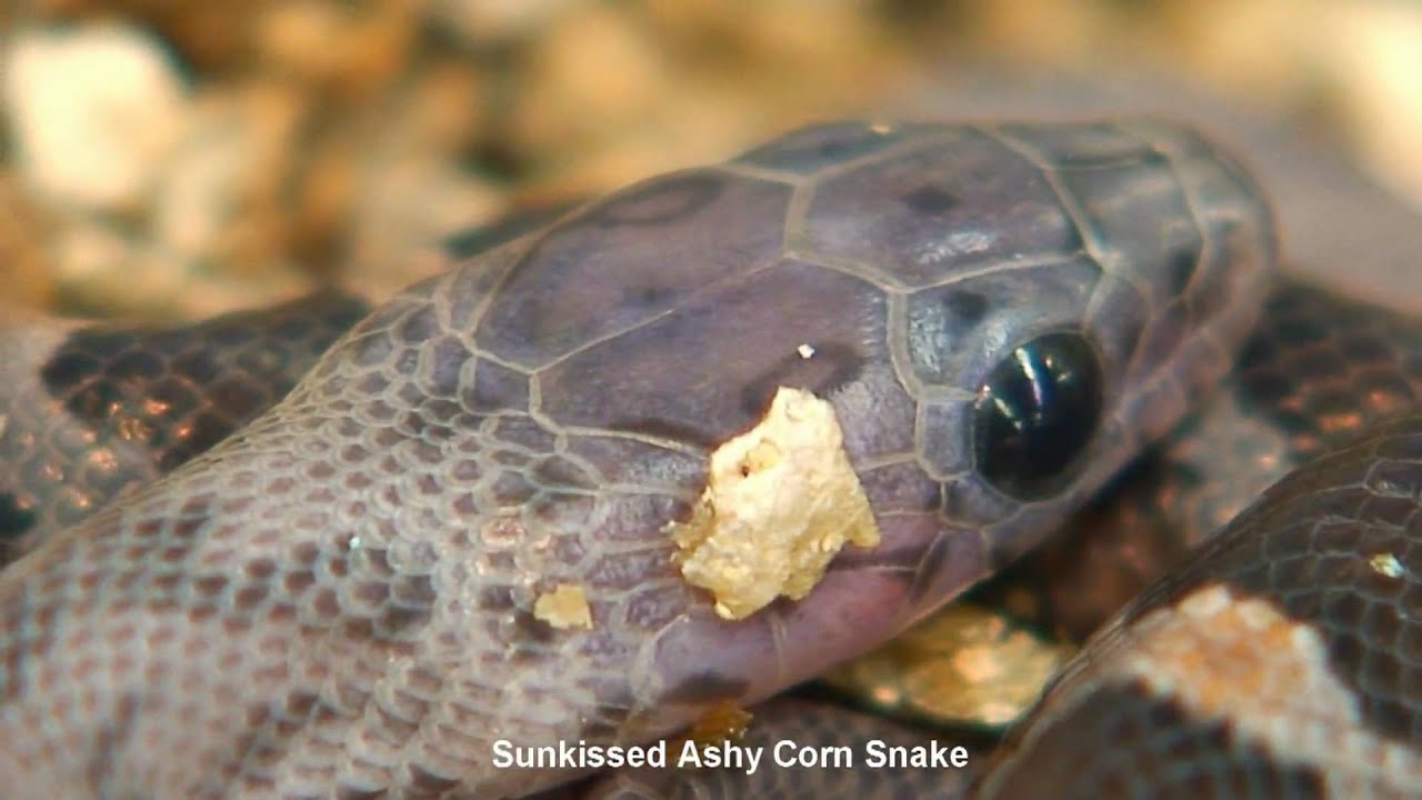 corn snake morphs Sunkissed Ashy Corn Snake