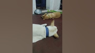 🐶🐶🐶21 October 2025 #dog #dogowner 🐶🐶🐶