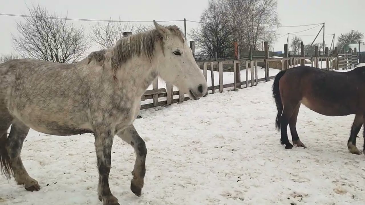 Выбежали кобылы с жеребцом 