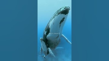 القران الكريم 303